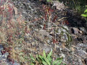 Isatis tinctoria / Glasto comune